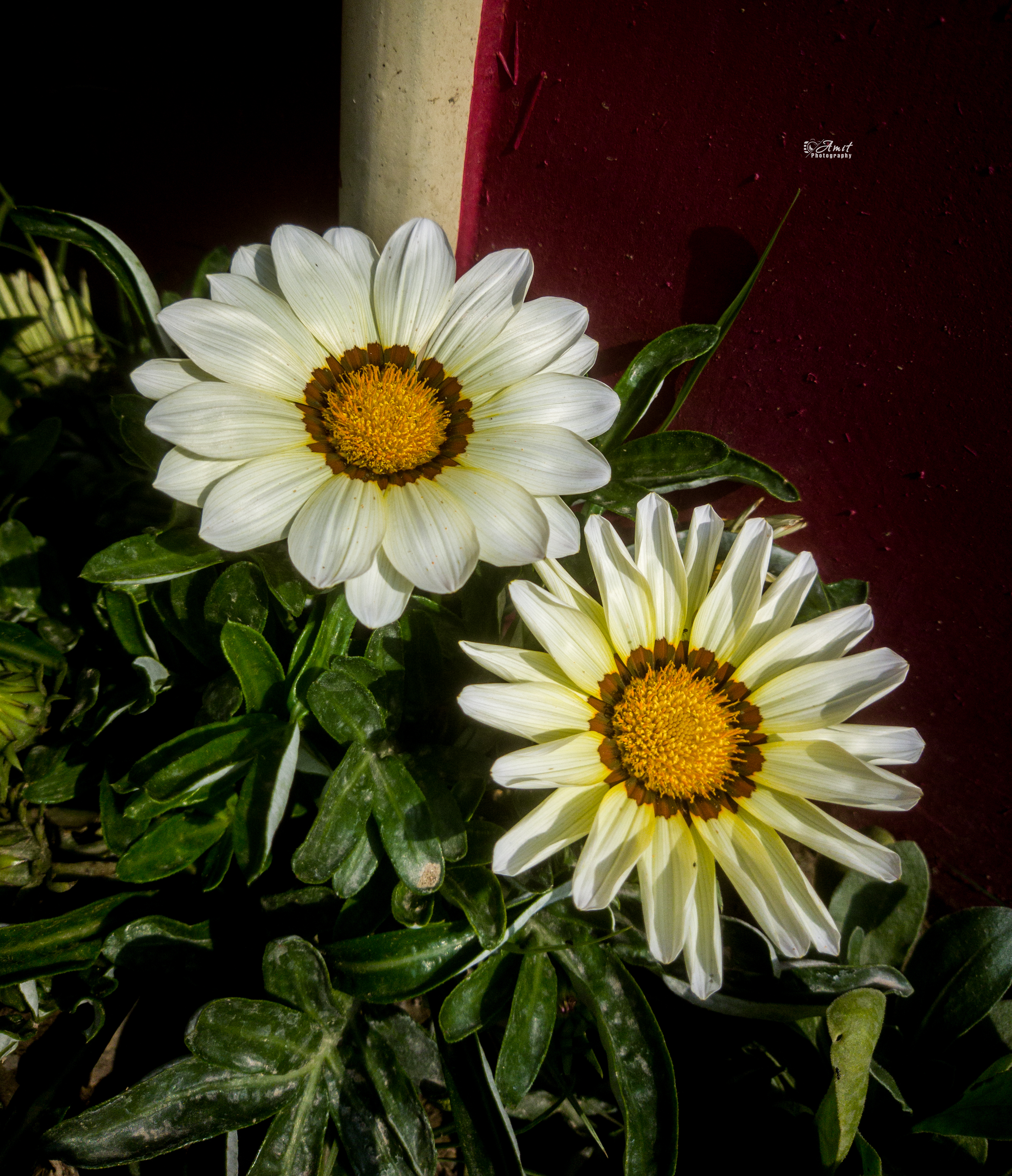 Botanical Macro Photography